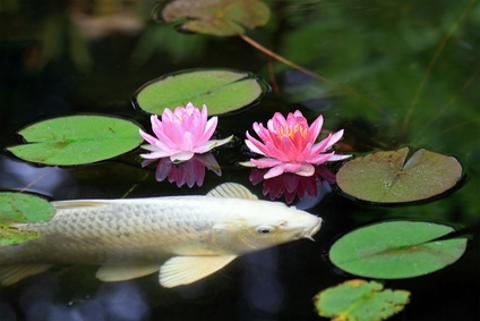 Koi carp in lily pond